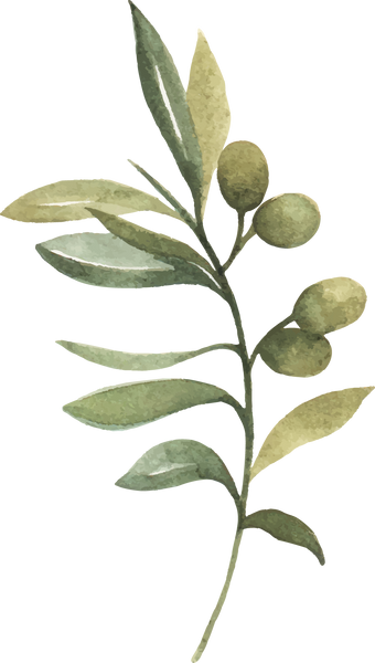 Watercolor Branch of Olives