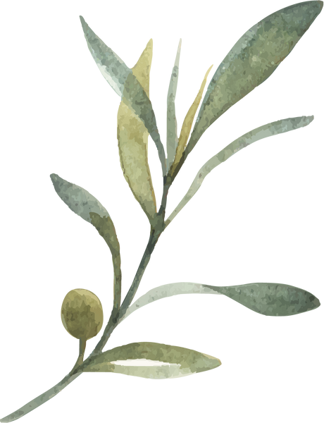 Watercolor Branch of Olives